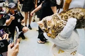 猫的考古史丨唐僧与法老 谁更爱猫？图片