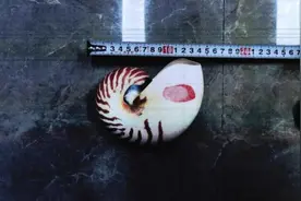 女子网购一只漂亮螺壳后被警察找上门！属于国家一级保护野生动物制品图片
