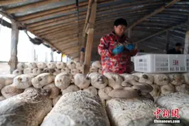 山东聊城：打造农业特色“聊.胜一筹”之地图片