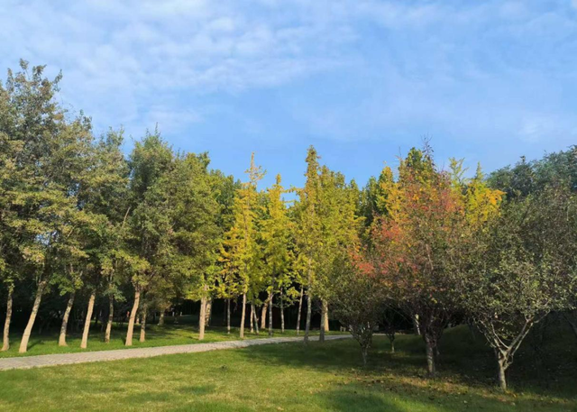 郑州锦和公园：浓浓秋韵，绘就城市生态画卷