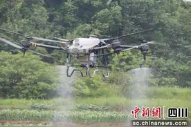 泸州龙马潭：无人机田间“飞防” 科技助农保丰收图片