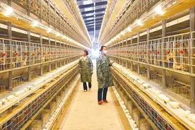 湖北最大笼养蛋鸭基地，10万只水鸭住进“公寓”成“舍友”图片