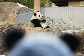 旅美大熊猫“宝力”“青宝”首次与美国公众见面图片