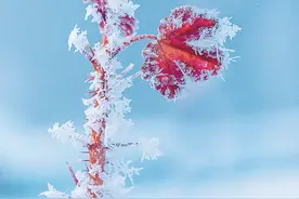 霜降 被误解千年的诗意节气图片