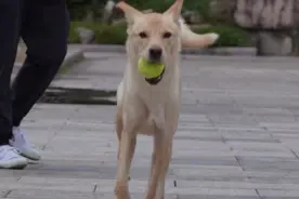 女子称借小狗给《主人》剧组拍电影后下落不明 《忠犬八公》动物导演：曾与借狗者共事 正在跟进图片