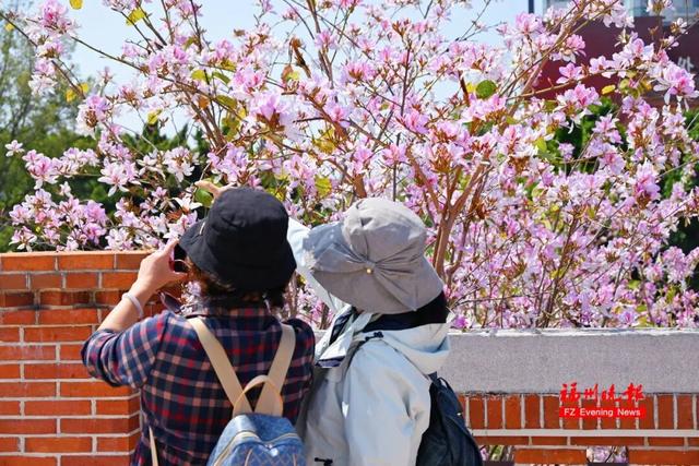 绝美！福州网红打卡地，火了！很多人正赶去……