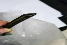 修车老板为泄愤偷剪客户刹车油管 被判有期徒刑3年图片