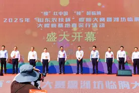 潍坊临朐以品质铸品牌，大樱桃成富民"金色名片"图片