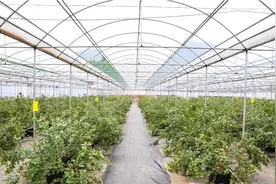 清远连南：蓝莓种植搭上5G快车，让“幸福果”更甜美图片