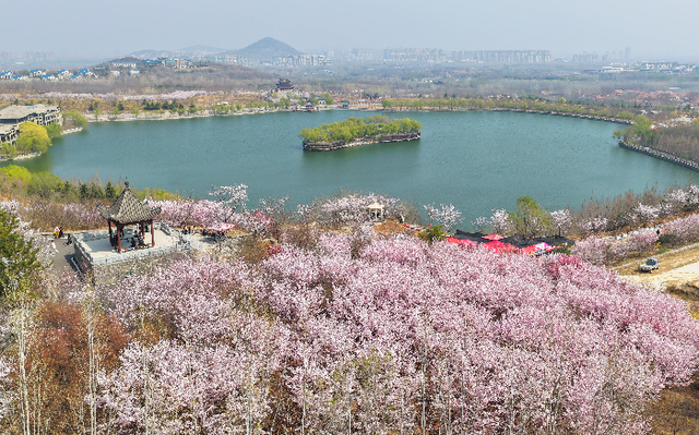 【看见•滨州】图集：樱花之约 邹平樱花山迎来最美赏樱季