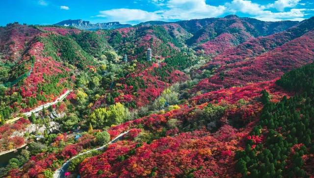 漫山红遍，济南红叶谷赏秋正当时