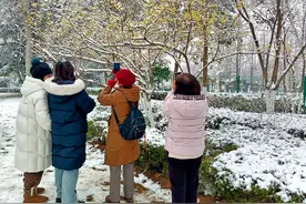 图集|美！临沂人民公园内腊梅迎雪绽放， 民众踏雪寻梅图片