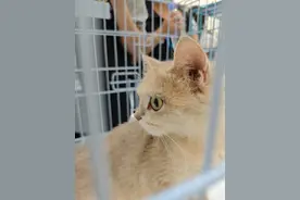 萌宠吹响爱心集结号！18只毛孩子免费领养，期待与你共筑温馨家园图片