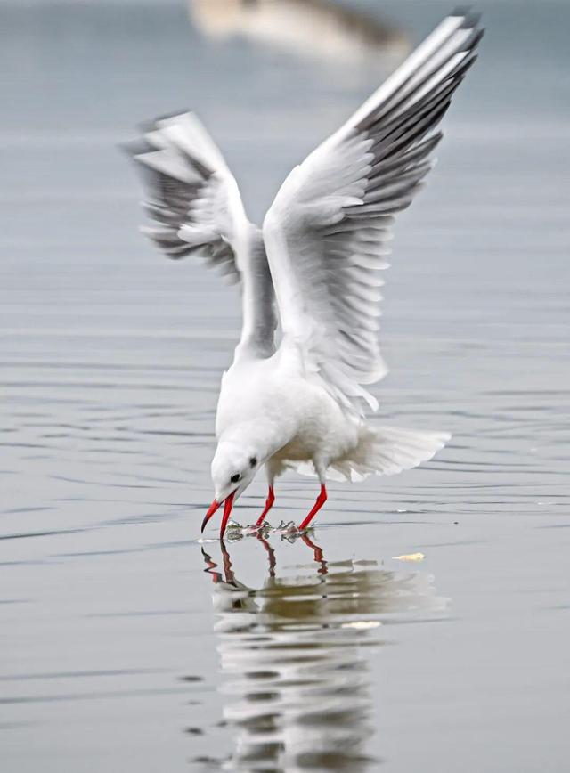 海鸥为何奔赴弥勒？原因找到了...