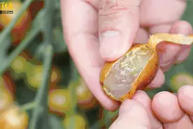 热闻|“黄皮是啥？”网友热议，黄皮果成北方人的水果盲区，你吃过黄皮吗？图片