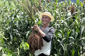 贵州习水：高粱压弯腰 村民采收忙图片