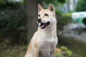 没有名犬光环却备受青睐，这只逐梦演艺圈的“大黄”，是中华田园犬图片