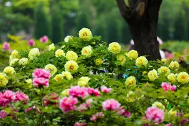 四月牡丹国色香图片