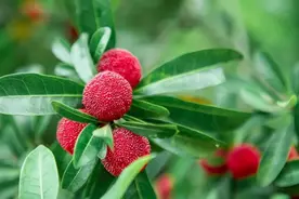 夏日水果新宠！快来看看杨梅要怎么选购和保存吧→图片