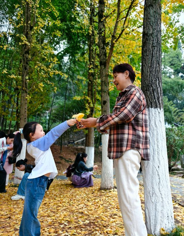 岳麓山的银杏黄了