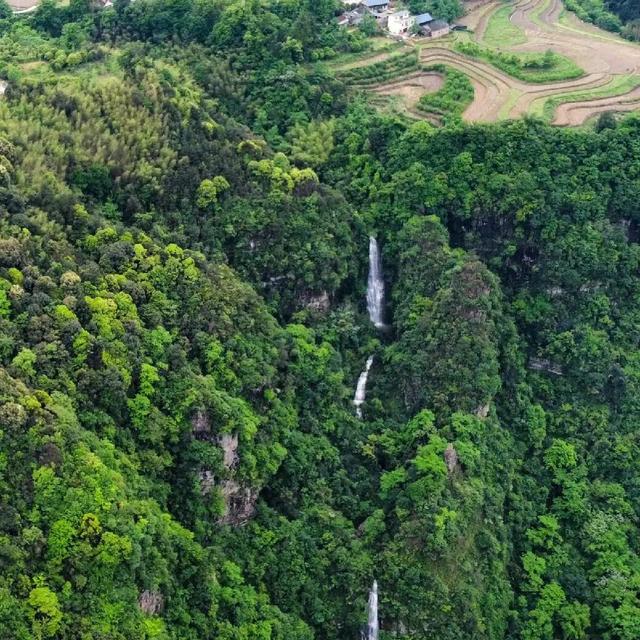 千年银杏韵，金黄满地诗，金色海洋游玩攻略来了！