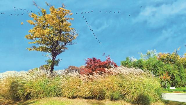 宿来拍丨捕捉秋阳