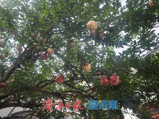 一年四季 泉在济南丨循着老舍的足迹：南新街58号，寻觅济南城的精神坐标