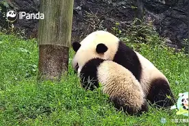 拿捏！任熊崽怎么调皮，熊妈都能一掌解决图片