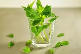 夜读丨薄荷一样美好的事图片