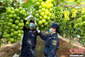 我国首次通过海运途径向澳大利亚出口葡萄图片