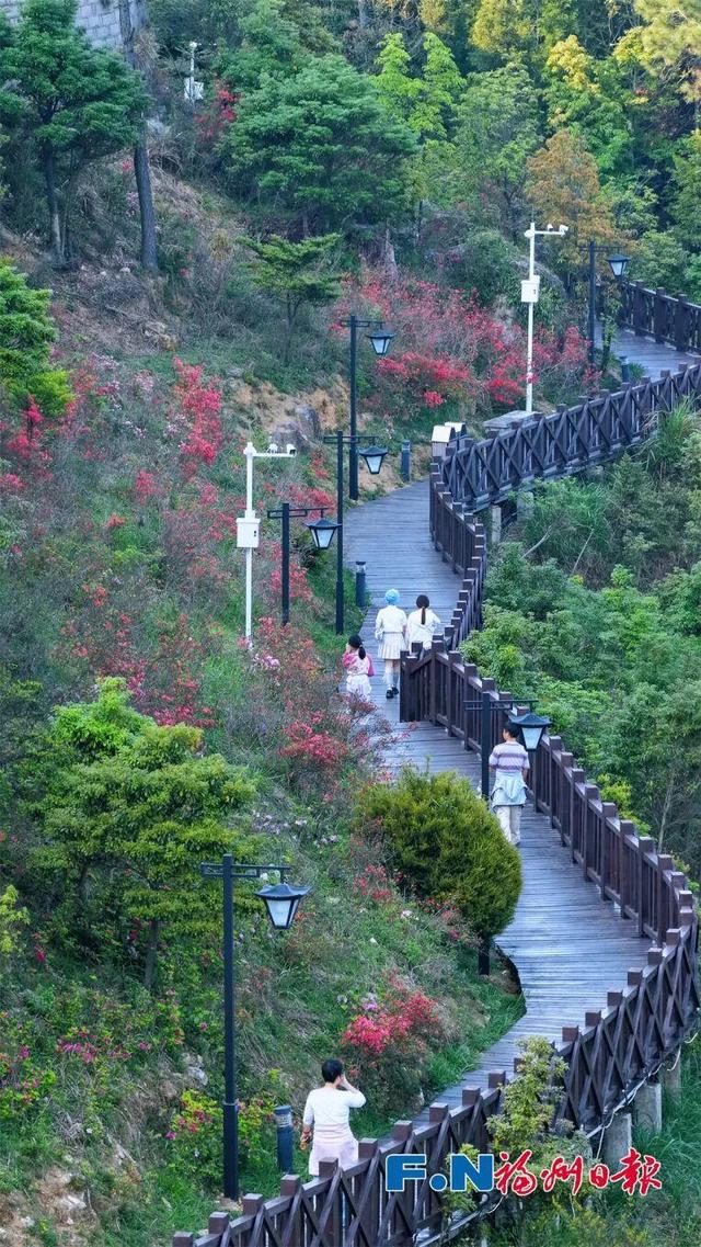 花期持续到五一！福州这里万株杜鹃盛放！