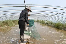 宁夏贺兰：盐碱地里南美白对虾新鲜上市图片