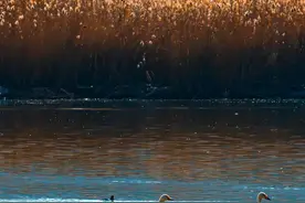 听说，黄河悄悄换了颜色，咋回事儿？图片