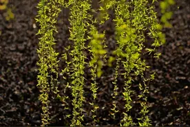 别玩太嗨早点回家！今晚大雨+大风，局地或有冰雹图片