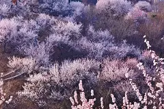 “识花秘籍”来了！桃花、梨花、李花……原来区别在这图片