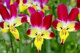 冬日的一抹亮色，看看这些绽放在上海徐汇初冬的花你都认识吗图片