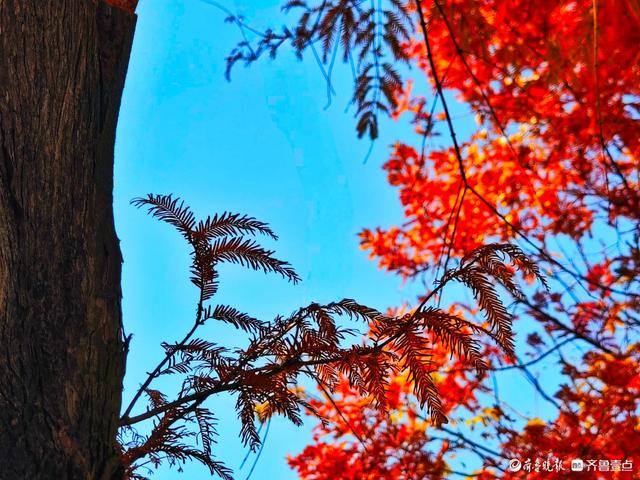 冬日水杉叶泛红，沂河岸边添美景