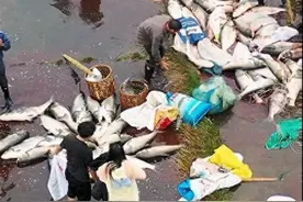 水库泄洪千人捕鱼，一男子坠入河流失踪，当地已紧急开展救援图片