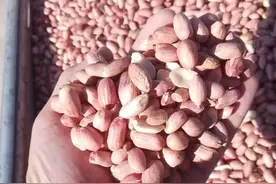 小花生承载大梦想 期货托举着真情怀——透视山东如何利用期货工具激发产业链活力图片