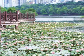 南宁季节限定美景又上新了，家人们速冲！图片