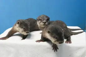 河南首例！郑州海昌海洋公园喜迎小爪水獭三胞胎图片