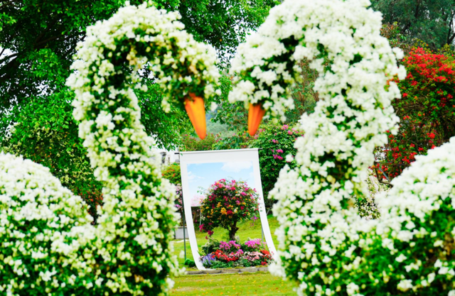 藏不住了！马岭千亩花海美成童话，福利门票免费送~