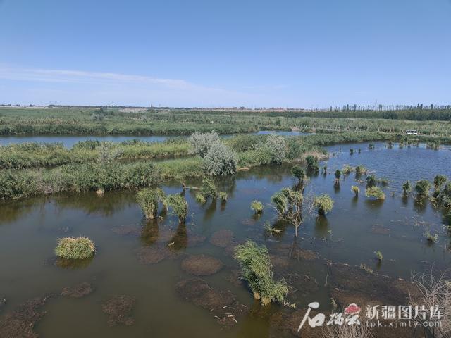 治水兴水看新疆丨新疆62%的鸟类都能在这找到 玛纳斯国家湿地公园成候鸟天堂