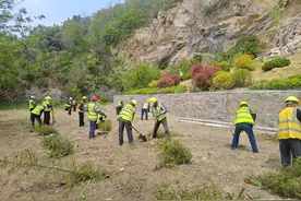 400株青海云杉落户浮山森林公园，要充当“防虫墙”图片