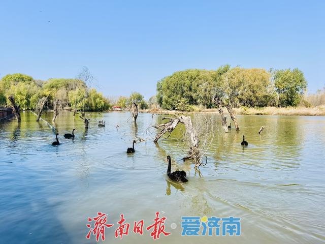 一年四季 泉在济南丨济溪湿地秋意浓：水鸟翩跹戏碧波，生态画卷入眼来