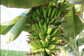 “南果北种”新突破 51株香蕉树在陕西神木试种成功图片