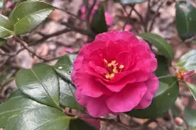 “阳光茶花”惊艳登场！来上海的这些公园可赏图片