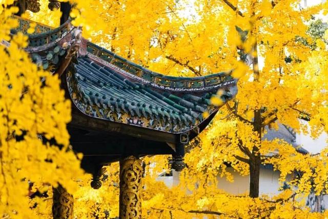 出发！来四川淘“金”