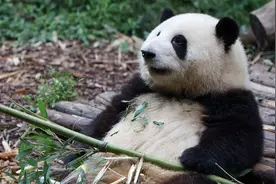 （新潮）2023超“吸金”明星，以一己之力带红动物园图片