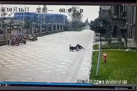 代理律师谈成都女童被烈犬撕咬案：或将追究有关造谣者的刑责图片